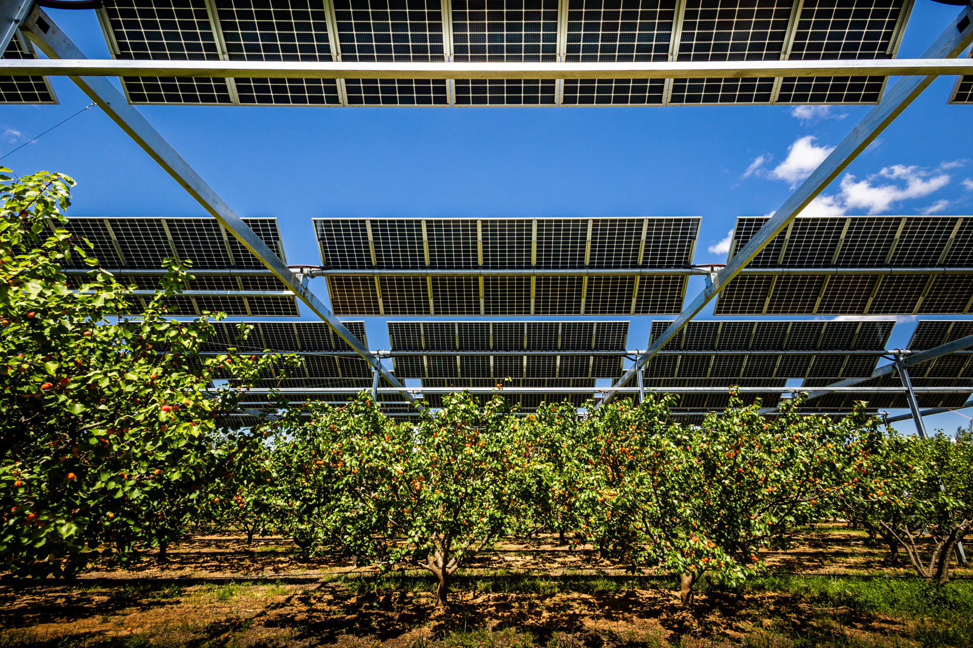 Inauguration dispositif expérimental agrivoltaïque Solveo Energies (1)